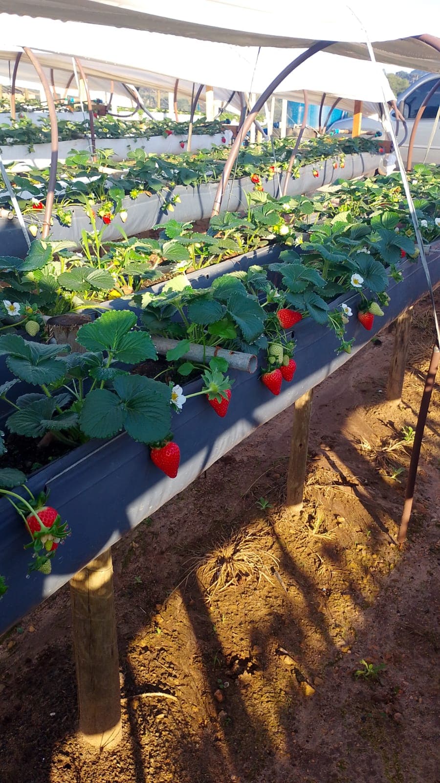 Canteiro suspenso na estufa com flores brancas e morangos maduros pendendo para fora, sob a luz da manhã.