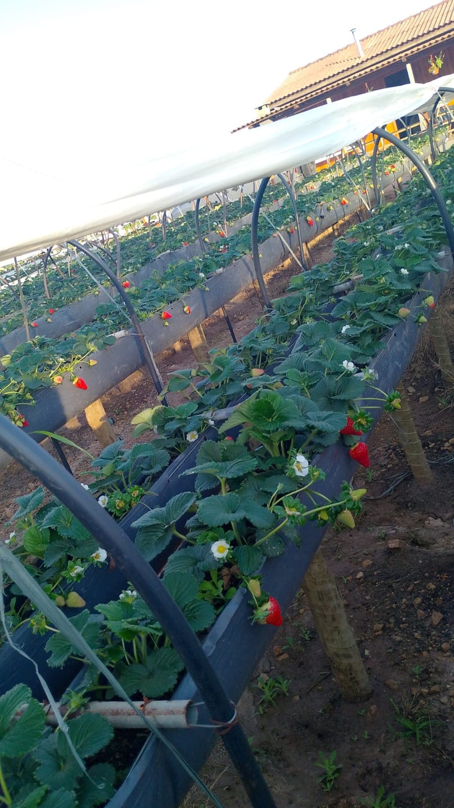 Fileiras de morangueiros floridos sob a estufa, com a casa de madeira da família ao fundo.